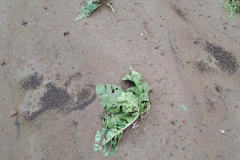 thumbs_IMG-ea882b1684a1693dc3e48c97316998a9-V