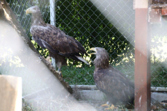IMG_5338_1024x667