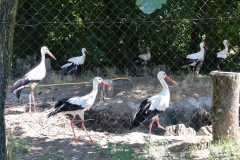 IMG_5341_1024x632