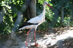 IMG_5343_1024x667