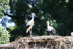 IMG_5381_1024x650