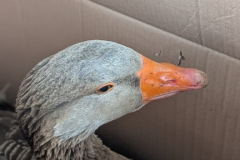 viber_slika_2026-04-02_10-41-55-542_432x768