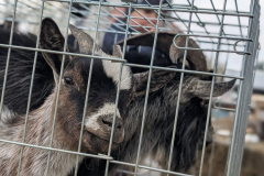 viber_slika_2026-04-02_10-42-09-210_1024x576