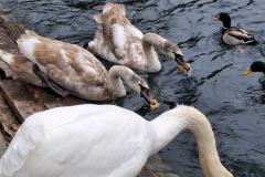 viber_slika_2025-11-23_18-43-43-848_576x768