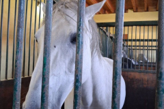 viber_slika_2026-04-26_17-18-25-156_576x768