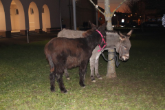 IMG_7342_1024x683
