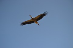 DSC_0234_1024x683