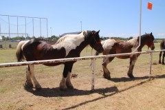 IMG_5062_1024x683