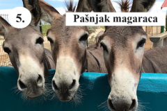 Donkey-muurtje_1024x658